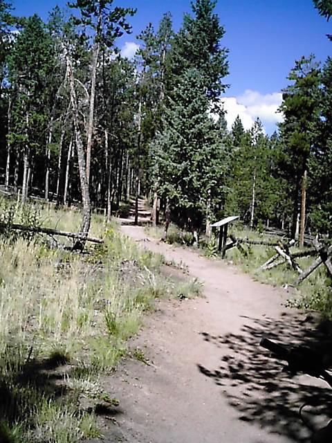 A dirt path winding through a lush forest, lined with tall green trees and scattered shrubs. Sunlight filters through the foliage, creating a serene outdoor atmosphere. In the background, two trails diverge, inviting exploration of the natural surroundings. Flying J Ranch mountain bike trail.