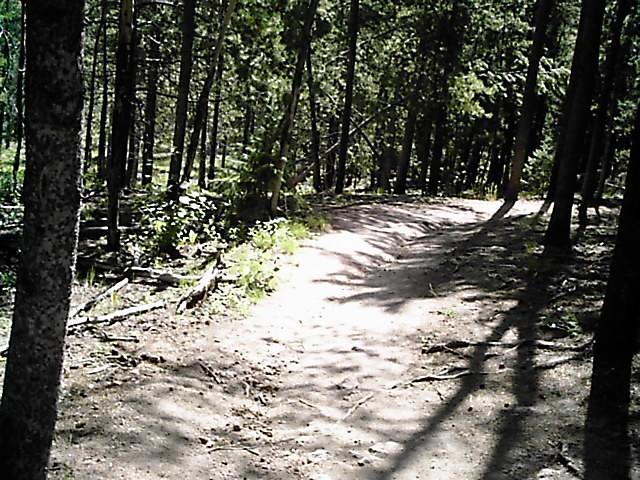 A winding dirt path through a tranquil forest, surrounded by tall trees and dappled sunlight casting shadows on the ground. The scenery is lush and green, suggesting a peaceful outdoor setting perfect for walking or hiking. Flying J Ranch mountain bike trail.