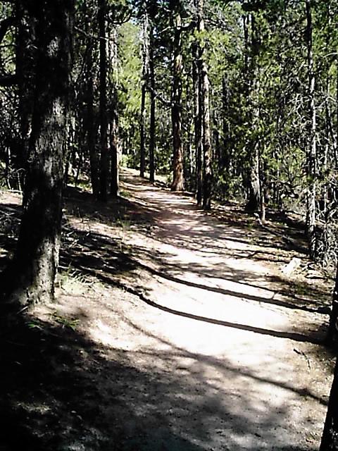 A winding dirt path through a dense forest, surrounded by tall trees and dappled sunlight filtering through the leaves. The trail appears to lead deeper into the woods. Flying J Ranch mountain bike trail.