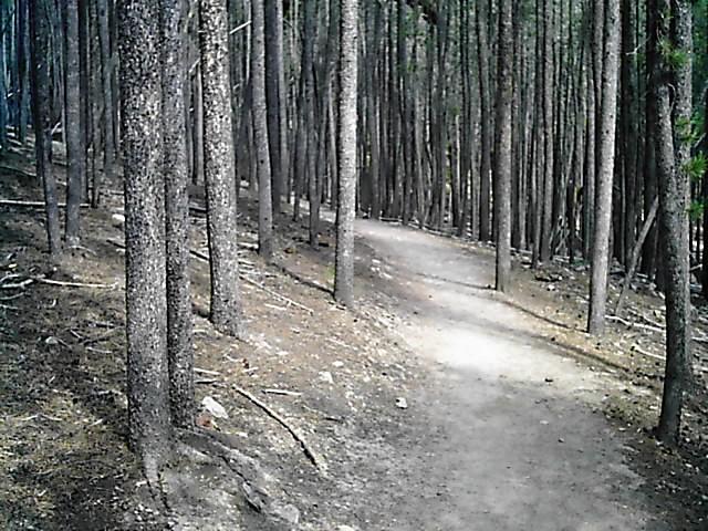 A winding dirt path through a dense forest of tall, straight trees with a focused perspective, emphasizing the natural surroundings and tranquility of the woodland environment. Flying J Ranch mountain bike trail.