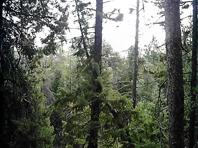 A dense forest scene featuring tall trees with green foliage, depicting a tranquil and natural environment. The atmosphere suggests a somewhat overcast day, with soft light filtering through the branches. Flying J Ranch mountain bike trail.