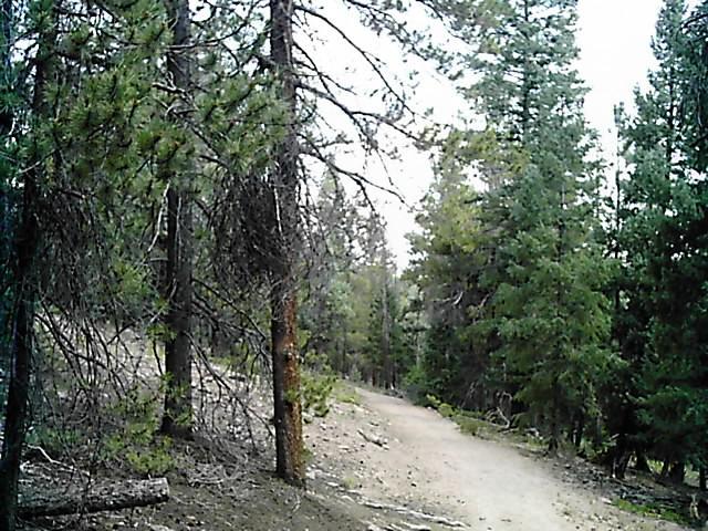 A winding dirt path surrounded by tall evergreen trees in a forested area. The scene features a mix of greenery and earth tones, creating a tranquil nature setting. The sky appears overcast, contributing to the calm atmosphere of the woodland. Flying J Ranch mountain bike trail.