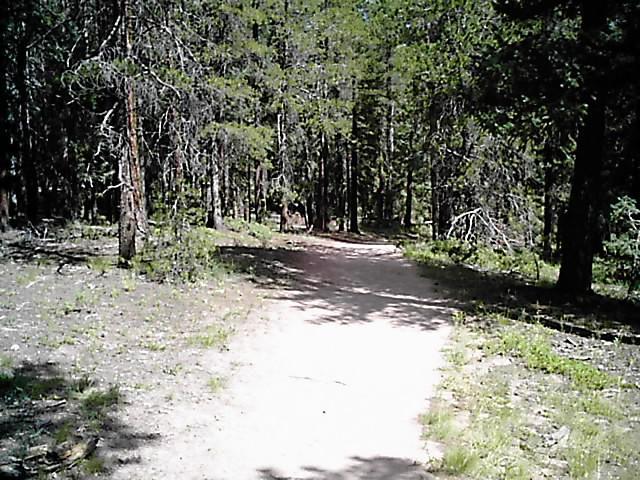 A dirt pathway meanders through a lush forest with tall trees and sparse underbrush, creating a peaceful and natural setting. Sunlight filters through the branches, illuminating the trail ahead. Flying J Ranch mountain bike trail.