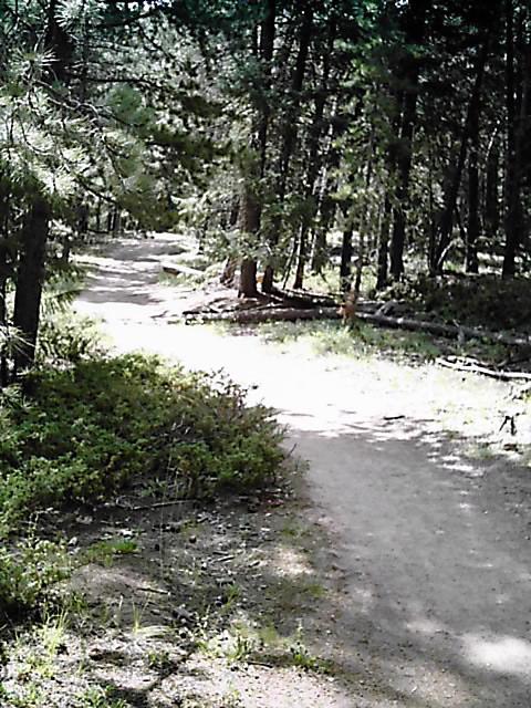A sandy walking trail meanders through a forest, bordered by lush green foliage and tall trees, dappled with sunlight filtering through the leaves. The path splits in the distance, leading deeper into the tranquil woods. Flying J Ranch mountain bike trail.
