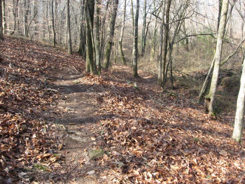 A wooded trail in autumn, covered with fallen leaves, winding between trees with bare branches. The path is earthy and natural, leading into the distance. Hawkes Creek mountain bike trail.