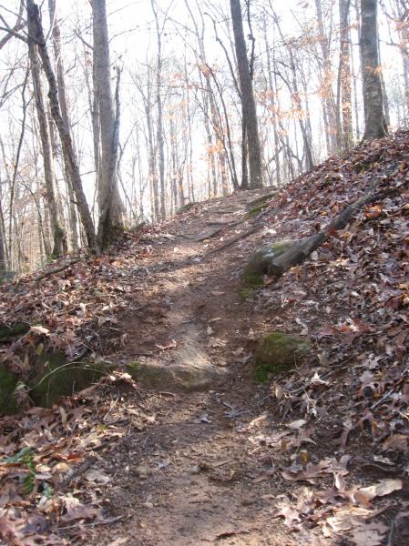 A winding dirt trail leading uphill through a wooded area, surrounded by trees with sparse leaves and scattered autumn foliage on the ground. Sunlight filters through the branches, creating a serene atmosphere. Hawkes Creek mountain bike trail.
