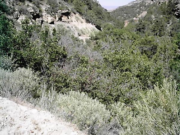 A scenic view of a natural landscape featuring dense foliage and green shrubs, with rocky hills in the background under a clear blue sky. The image captures the beauty of the outdoors, showcasing a mixture of trees and plants in a serene setting. Edge Loop mountain bike trail.