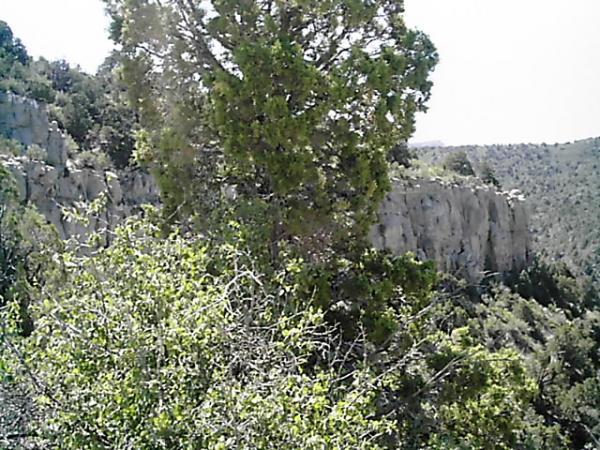 A lush green landscape featuring a prominent tree in the foreground and a rocky cliff in the background, surrounded by rolling hills and vegetation under a bright sky. Edge Loop mountain bike trail.