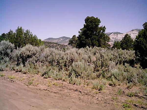 A landscape scene featuring expansive shrubland with sagebrush and scattered trees, under a clear blue sky. The background includes distant mountains, creating a natural, serene atmosphere. A dirt path runs along the foreground. Edge Loop mountain bike trail.