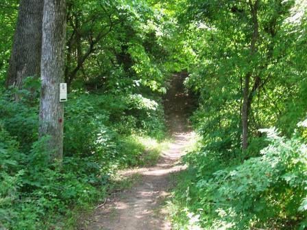A narrow dirt path winding through a lush green forest, lined with trees and dense foliage. A trail marker is visible on a tree to the left, indicating a hiking route. Sunlight filters through the leaves, creating a peaceful and inviting atmosphere. 3rd Battle Of Winchester Trail mountain bike trail.