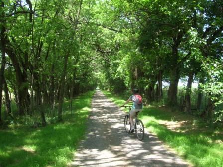 A cyclist riding along a tree-lined path, surrounded by lush greenery and dappled sunlight filtering through the leaves. The trail is unpaved, flanked by grass on either side, creating a serene outdoor scene. 3rd Battle Of Winchester Trail mountain bike trail.