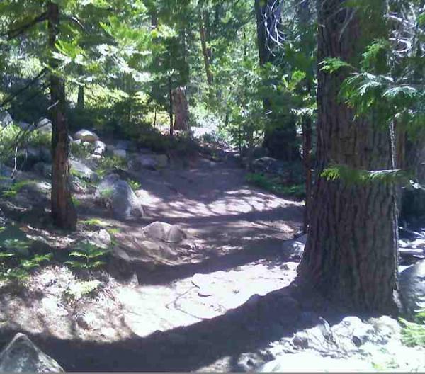 A dirt path winding through a forest of tall trees, with sunlight filtering through the foliage, casting dappled shadows on the ground. The path is surrounded by rocks and greenery, inviting exploration of the natural surroundings. Pyramid Lake mountain bike trail.