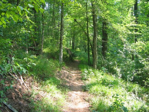 A narrow dirt path winds through a lush green forest, surrounded by tall trees and vibrant underbrush. Sunlight filters through the leaves, creating a warm, inviting atmosphere. Forks Area Trail System (FATS) mountain bike trail.