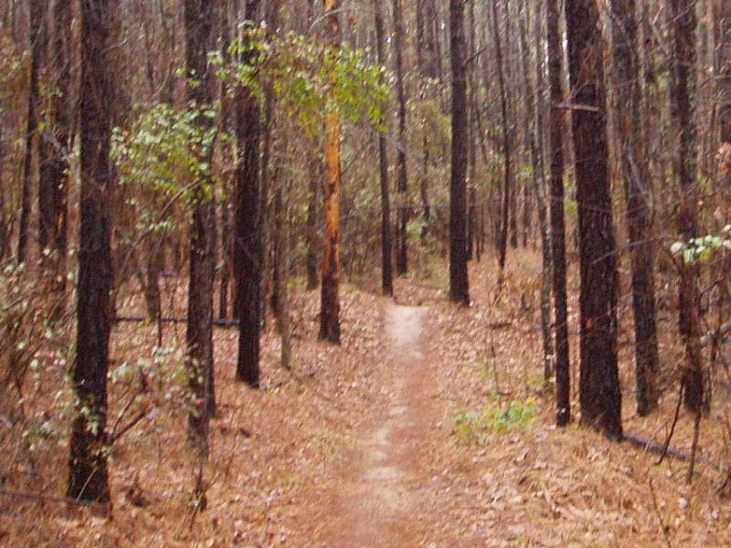 A narrow dirt path winding through a dense forest with tall, dark trees and scattered underbrush, surrounded by fallen leaves. Forks Area Trail System (FATS) mountain bike trail.