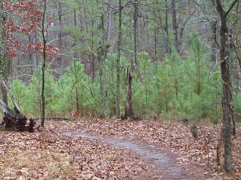 A winding dirt path through a wooded area, surrounded by tall trees and greenery. The ground is covered with brown leaves, and young pine trees can be seen in the background, indicating a peaceful, natural setting. Forks Area Trail System (FATS) mountain bike trail.