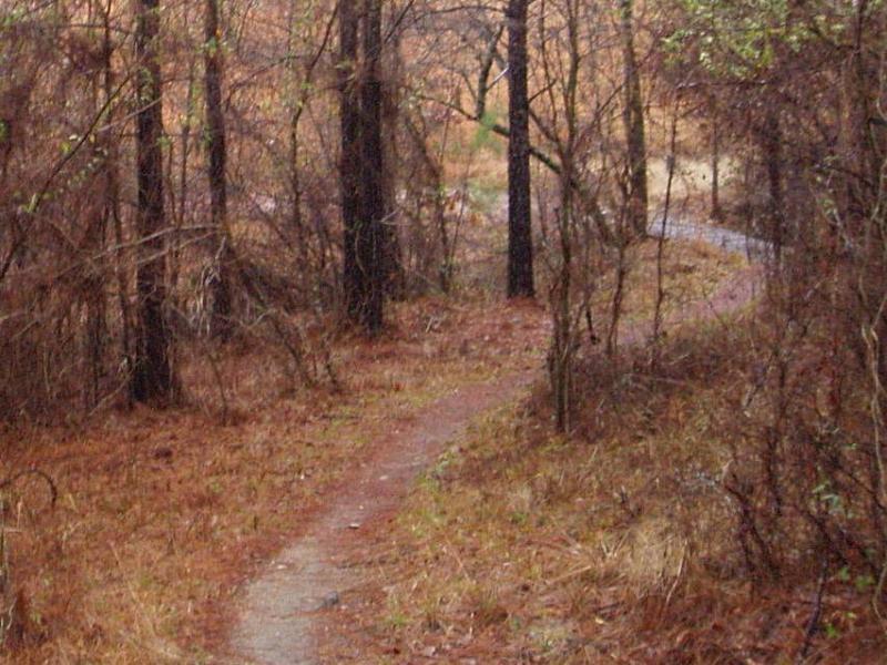 A winding dirt path surrounded by tall trees and underbrush, covered with fallen leaves, leading into a forested area. Forks Area Trail System (FATS) mountain bike trail.