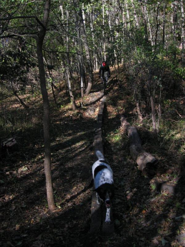 A person in a black jacket and red hat walks along a narrow path made of logs in a wooded area. A dog with a white and black coat happily walks beside them on the same log path. Sunlight filters through the trees, creating a dappled light effect on the ground covered with leaves. Beverly Park mountain bike trail.