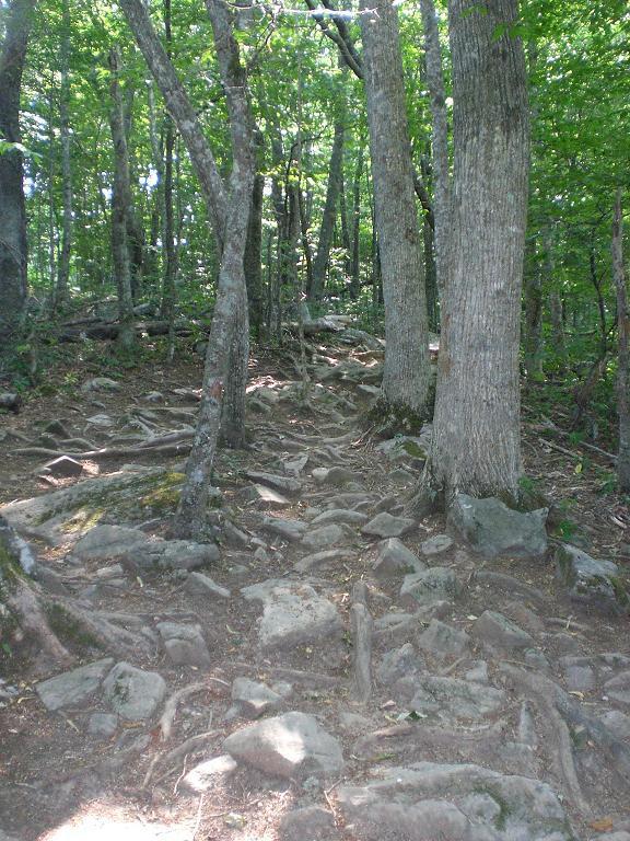 A narrow, rocky trail winding through a dense forest, featuring tall trees with green foliage. The ground is uneven with exposed roots and stones, creating a natural, rugged pathway. Sunlight filters through the tree canopy, casting dappled shadows on the trail. Sugar Mountain Resort mountain bike trail.