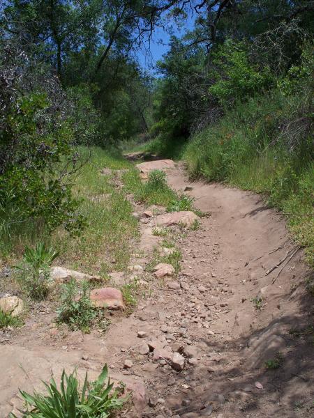 A dirt trail winding through a lush green landscape, bordered by shrubs and trees. The path is sandy with scattered rocks and patches of grass, leading into a sunny, shaded area in the background. Daley Ranch mountain bike trail.