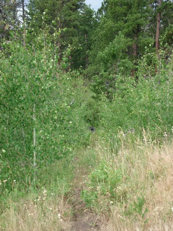 A narrow dirt path meanders through a dense area of greenery, flanked by tall trees and lush shrubs. The scene conveys a tranquil, natural forest environment, with varying shades of green from the foliage and patches of tall grass on the ground. Harris Park mountain bike trail.