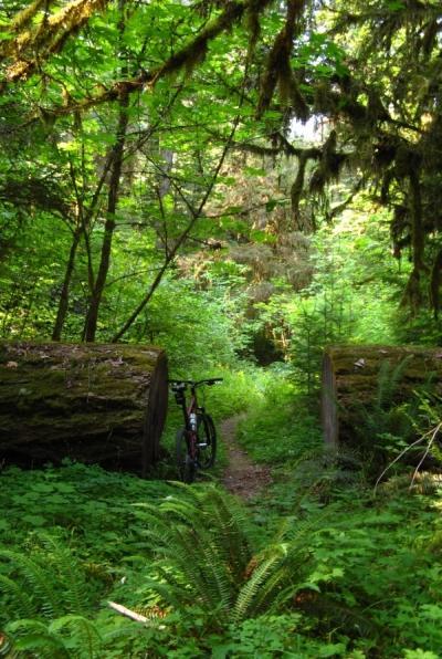 A mountain bike parked next to a narrow path leading into a dense, green forest, surrounded by tall trees and lush ferns. The trail is bordered by large, moss-covered logs, creating a natural entrance to the woodland area. Middle Fork Trail mountain bike trail.