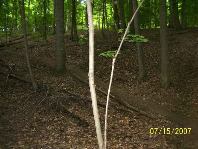 A serene forest scene featuring slender trees and a leaf-covered ground. Sunlight filters through the dense foliage, illuminating a path winding through the woods. The image captures the tranquility of nature, highlighting the rich greenery and earthy textures. Mountwood mountain bike trail.
