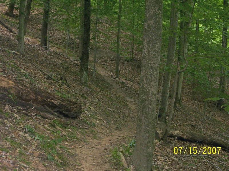 A narrow dirt trail winding through a lush, green forest. Tall trees with light green leaves surround the path, and the ground is covered with brown leaves and patches of grass. A fallen log is visible on the side of the trail. Mountwood mountain bike trail.