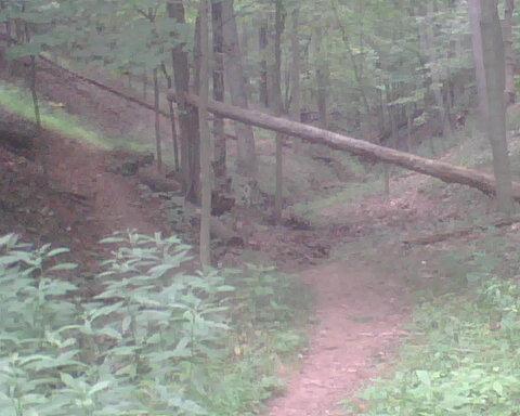 A wooded area featuring a dirt path that forks in two directions. A fallen tree spans across the path in the background, surrounded by lush greenery and trees. The scene is serene and indicative of a natural forest environment. Mountwood mountain bike trail.