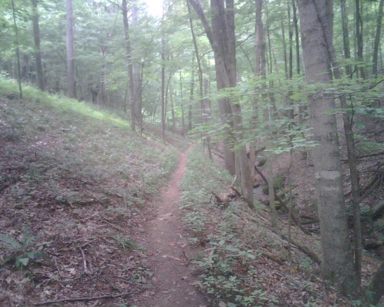 A narrow, winding trail cuts through a lush green forest. Tall trees with abundant foliage line both sides of the path, which is bordered by dense undergrowth and scattered leaves. The ambiance is tranquil and inviting, suggesting a peaceful stroll in nature. Mountwood mountain bike trail.