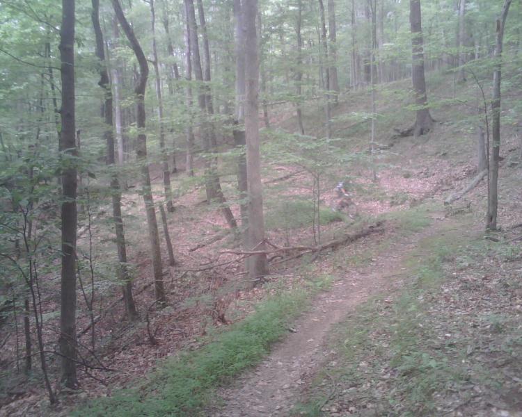 A narrow dirt path winding through a lush green forest, surrounded by tall trees and patches of foliage. The ground is covered with fallen leaves and small branches, creating a serene, natural setting. Mountwood mountain bike trail.