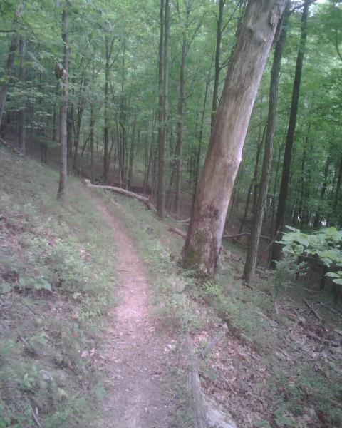A narrow dirt trail winding through a lush green forest, surrounded by tall trees and underbrush. The path is lightly worn, indicating use by hikers or bikers. Sunlight filters through the leaves, creating a serene and inviting atmosphere. Mountwood mountain bike trail.