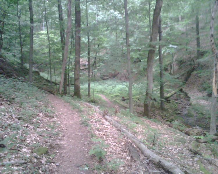 A winding dirt path through a lush green forest, surrounded by tall trees and a variety of foliage. Sunlight filters through the leaves, creating a serene and tranquil atmosphere in the woods. Mountwood mountain bike trail.