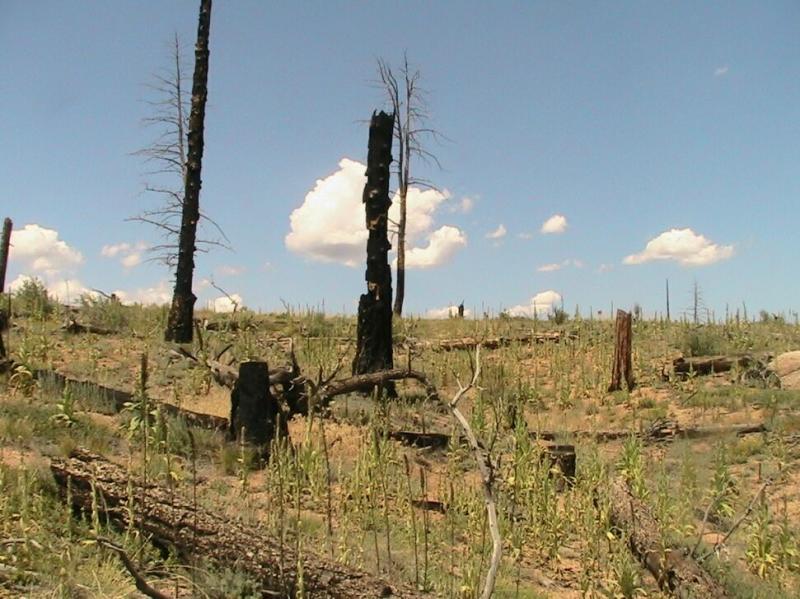 A landscape scene depicting a post-wildfire environment with charred tree stumps and blackened trunks amidst new green growth. The sky is blue with scattered clouds, highlighting the contrast between the scorched earth and emerging vegetation. Chair Rocks mountain bike trail.