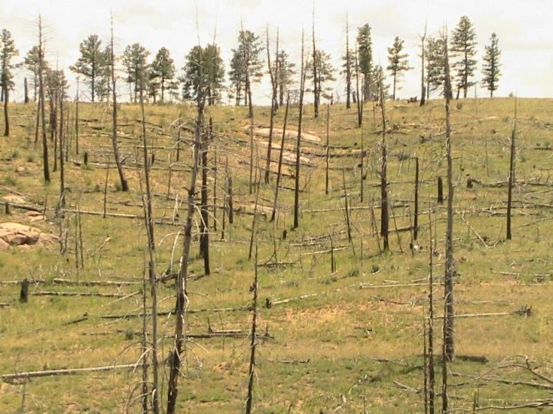 A landscape featuring a mix of charred tree stumps and green grassland, with a dense line of living pine trees in the background under a cloudy sky. The scene suggests a recovering area after a forest fire, with both blackened remnants and signs of new growth. Chair Rocks mountain bike trail.