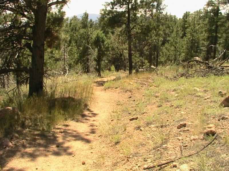 A winding dirt trail surrounded by tall pine trees and patches of grass, leading through a forested area in bright sunlight. Chair Rocks mountain bike trail.