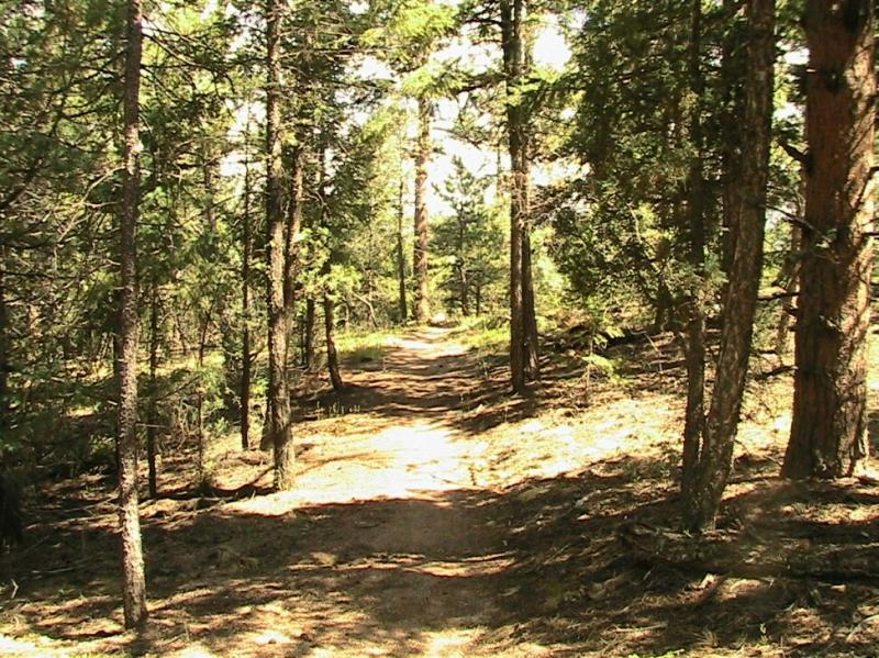 A narrow dirt path winding through a sunlit forest, surrounded by tall trees and dense greenery, creating a peaceful and inviting atmosphere for walking or exploring nature. Chair Rocks mountain bike trail.