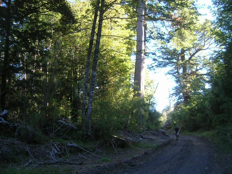 A narrow dirt path winding through a lush, green forest, with tall trees on either side and some sunlight filtering through the leaves. A person can be seen biking down the trail. Parque Huilo Huilo- Choshuenco Volcano mountain bike trail.