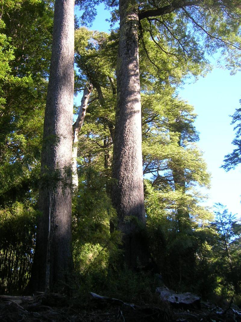 Tall trees with thick trunks and lush green foliage reach towards a clear blue sky. The scene is set in a dense forest, surrounded by various types of greenery, creating a serene and natural atmosphere. Sunlight filters through the leaves, casting gentle shadows on the ground. Parque Huilo Huilo- Choshuenco Volcano mountain bike trail.