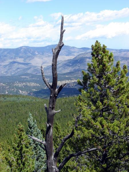 A panoramic view of a mountainous landscape featuring a weathered, dead tree in the foreground, contrasting with lush greenery from nearby pine trees. The background showcases rolling hills and valleys under a blue sky with scattered clouds. Bergen Peak mountain bike trail.