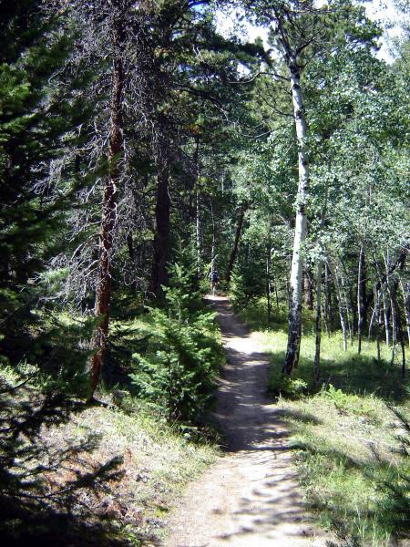 A winding dirt path surrounded by tall trees in a lush forest, featuring a mix of evergreen and deciduous foliage. Sunlight filters through the leaves, creating a serene and inviting atmosphere for a nature walk. Bergen Peak mountain bike trail.