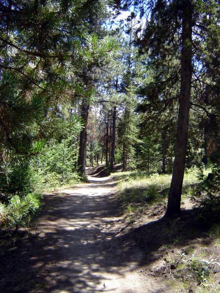 A winding dirt path through a lush forest, lined with tall pine trees and bright green underbrush, under a clear blue sky. Sunlight filters through the branches, creating a serene and inviting atmosphere. Bergen Peak mountain bike trail.