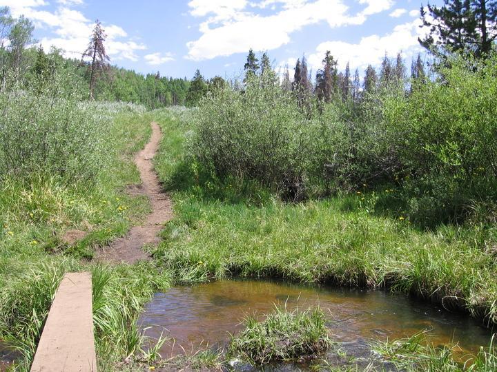 A dirt path winding through a lush green landscape, with a small stream crossing the trail and surrounded by bushes and trees under a partly cloudy blue sky. Salt Lick mountain bike trail.