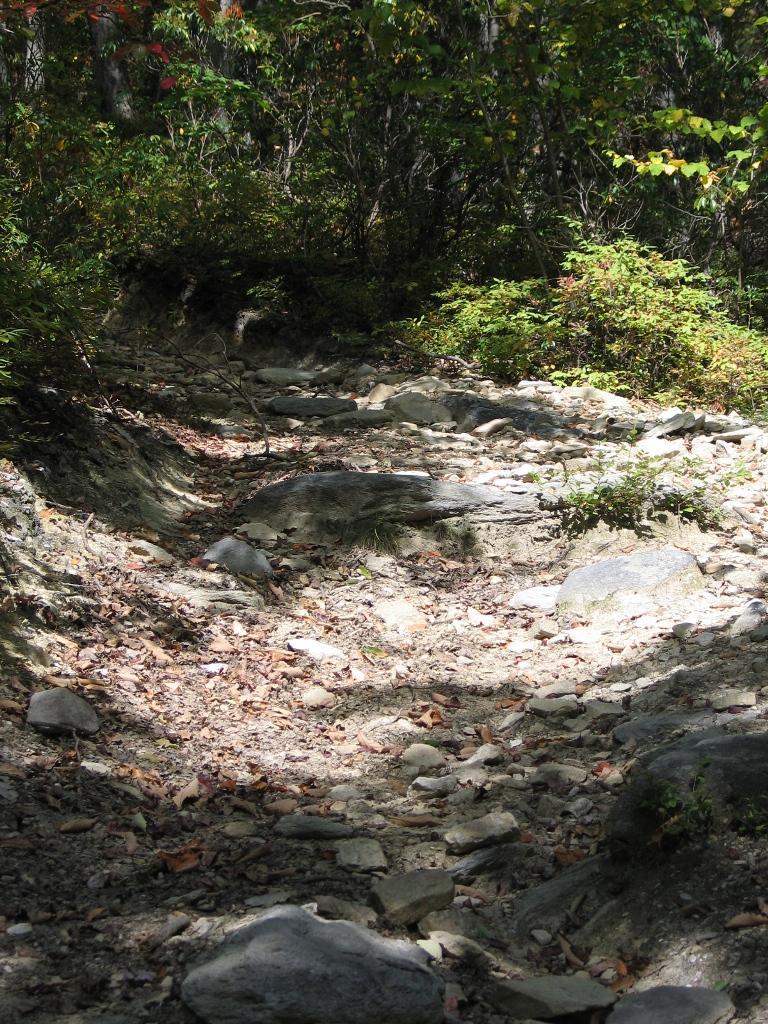 A narrow, rocky trail winding through a forest, surrounded by green foliage and patches of sunlight filtering through the trees. The ground is covered with rocks and scattered leaves, indicating a natural, earthy environment. Curse Of The Dark Hollow mountain bike trail.