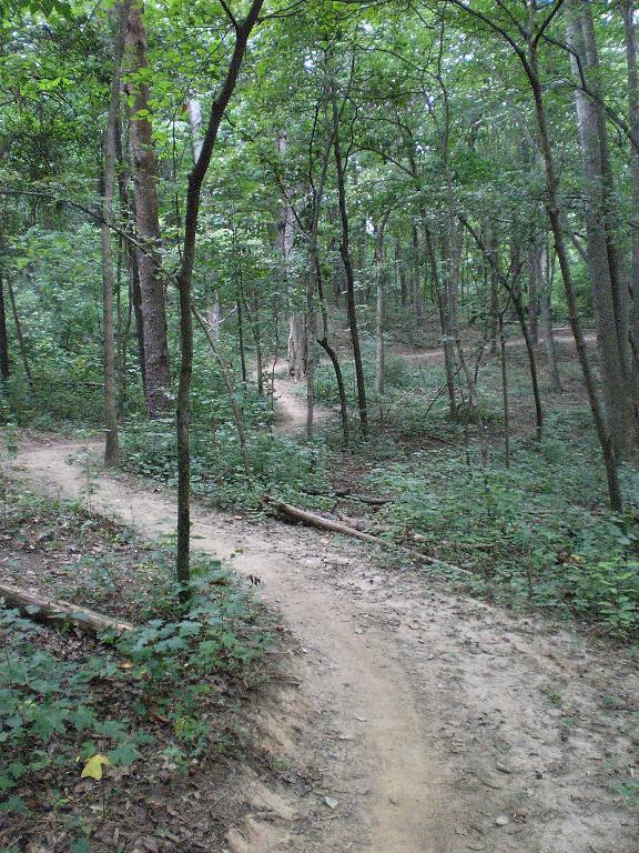 A winding dirt path through a dense forest, surrounded by tall trees and lush green foliage. The trail curves gently out of view, with patches of sunlight filtering through the leaves. The area appears serene and inviting for a hike or nature walk. Jetton Park mountain bike trail.