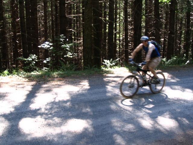 A cyclist riding a mountain bike on a gravel road surrounded by tall trees in a forest setting. Sunlight filters through the foliage, creating dappled shadows on the ground. The cyclist is wearing a helmet and a sleeveless shirt, appearing to move at a steady pace. Alpine Trail mountain bike trail.