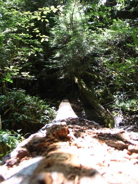 A close-up view of a fallen tree trunk extending into a lush green forest, with light filtering through the trees and ferns surrounding the base of the log. The perspective emphasizes the length of the trunk leading deeper into the natural setting. Larison Creek Trail mountain bike trail.