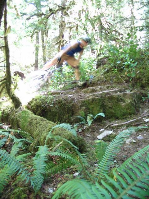 A cyclist navigating a rocky trail in a lush, green forest, with ferns in the foreground and a blurred motion effect suggesting movement. Larison Creek Trail mountain bike trail.