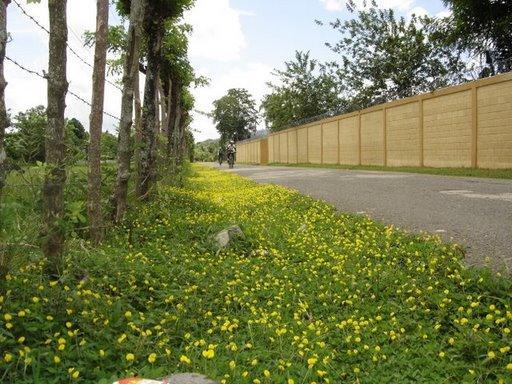 A peaceful rural scene featuring a dirt road bordered by a fence and vibrant patches of yellow wildflowers. Lush greenery and trees line the background, with a clear blue sky above, creating a serene atmosphere. Cordillera Central mountain bike trail.