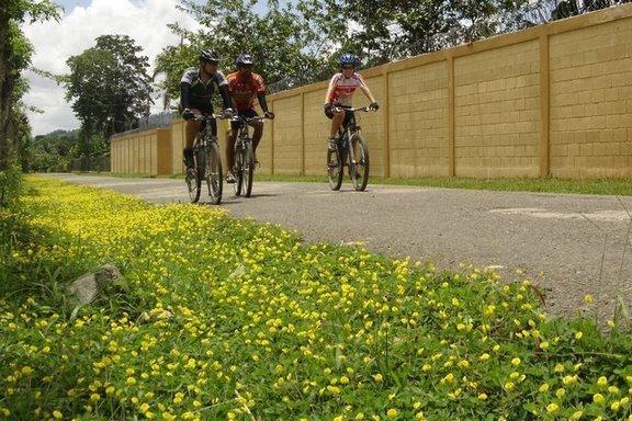 Three cyclists riding bicycles along a path bordered by a low wall, with vibrant yellow flowers growing alongside. The scene is set on a sunny day with greenery in the background, suggesting a recreational outdoor environment. Cordillera Central mountain bike trail.