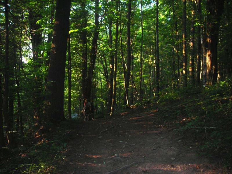 A quiet forest path surrounded by lush green trees and dappled sunlight. The ground is sandy and uneven, with visible roots and small plants along the sides. The sunlight filters through the leaves, creating a serene and peaceful atmosphere. Fairgrounds mountain bike trail.
